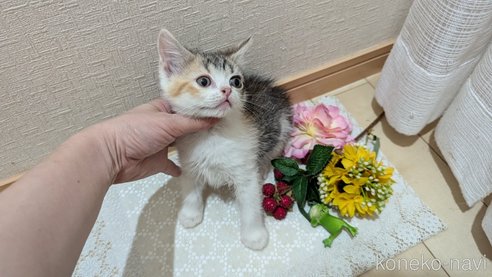 成約済の広島県のスコティッシュフォールド-85433の8枚目