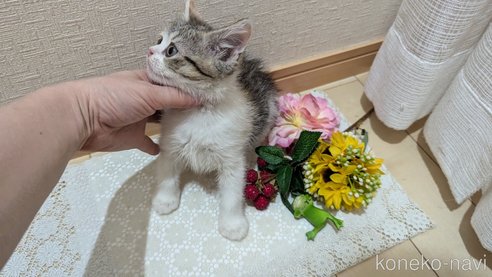成約済の広島県のスコティッシュフォールド-85433の5枚目