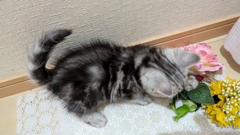 成約済の広島県のスコティッシュフォールド-85437の15枚目