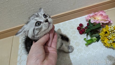 成約済の広島県のスコティッシュフォールド-85437の9枚目
