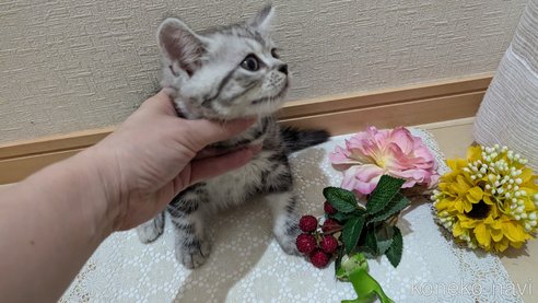成約済の広島県のスコティッシュフォールド-85437の5枚目