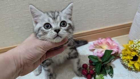 成約済の広島県のスコティッシュフォールド-85437の3枚目