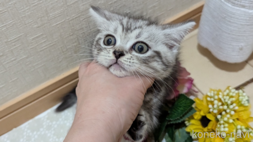 成約済の広島県のスコティッシュフォールド-85437の1枚目