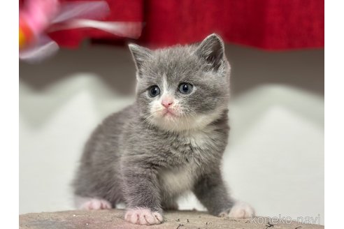 成約済の神奈川県のブリティッシュショートヘア-88710の10枚目