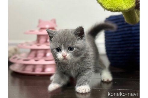 成約済の神奈川県のブリティッシュショートヘア-88710の9枚目