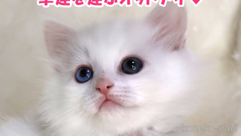 成約済の奈良県のサイベリアン-89328
