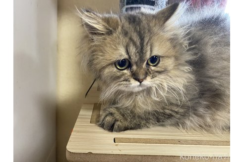成約済の福岡県のペルシャ(チンチラ)-87888の2枚目