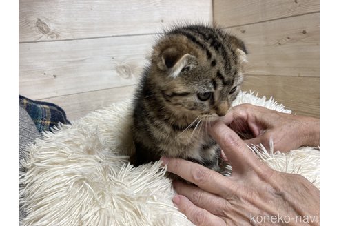 成約済の静岡県のマンチカン-84646の2枚目