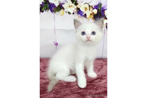 成約済の奈良県のラグドール-88749の5枚目