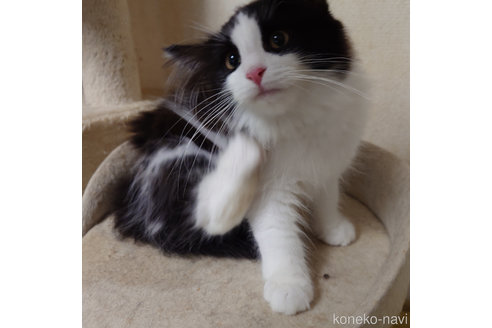 成約済の埼玉県のノルウェージャンフォレストキャット-79517の4枚目