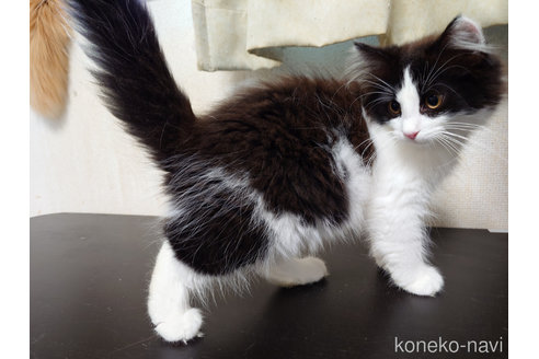 成約済の埼玉県のノルウェージャンフォレストキャット-79517の3枚目