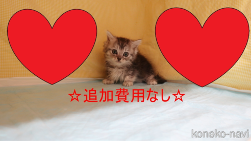 成約済の東京都のキンカロー-89352の1枚目