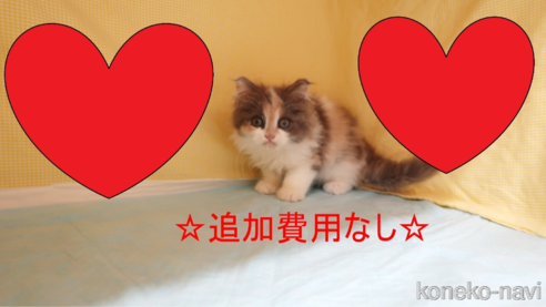 成約済の東京都のミヌエット-89353の1枚目