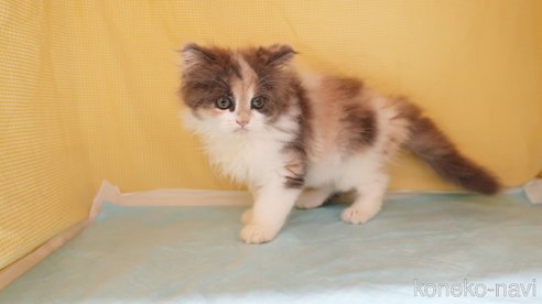 成約済の東京都のミヌエット-89353の3枚目