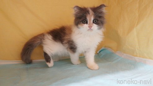 成約済の東京都のミヌエット-89353の2枚目