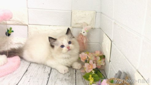 成約済の埼玉県のラグドール-87865の1枚目