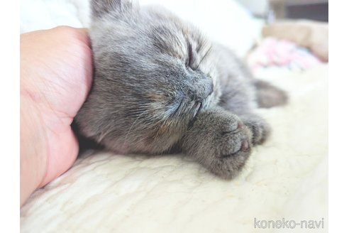 成約済の北海道のミヌエット(短足)-85222の4枚目