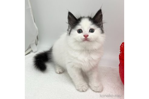 成約済の愛知県のラガマフィン-89390の4枚目