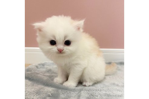 成約済の福岡県のミヌエット-89395の3枚目