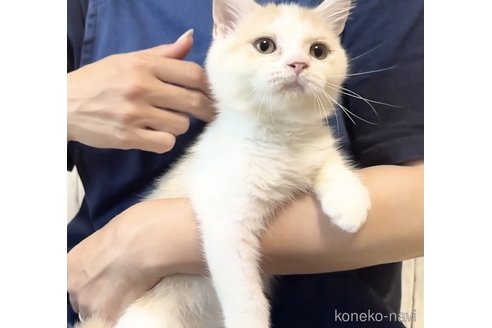 成約済の静岡県のブリティッシュショートヘア-89473の4枚目