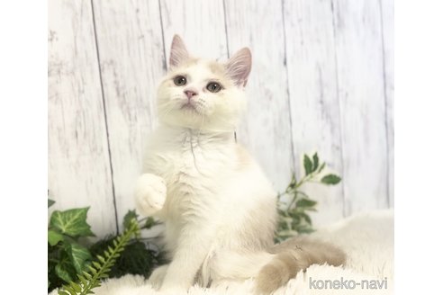 成約済の静岡県のブリティッシュショートヘア-89473の3枚目