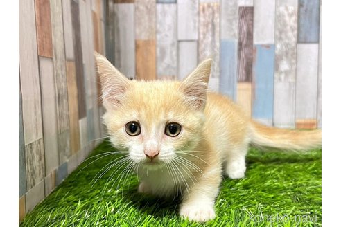 成約済の大阪府のマンチカン(短足)-89480の7枚目