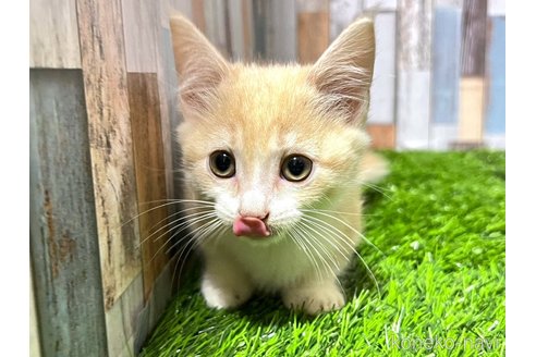 成約済の大阪府のマンチカン(短足)-89480の9枚目