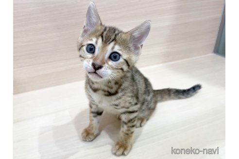 成約済の東京都のベンガル-89513の1枚目