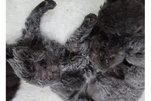 成約済の愛知県のセルカークレックス-89514の2枚目