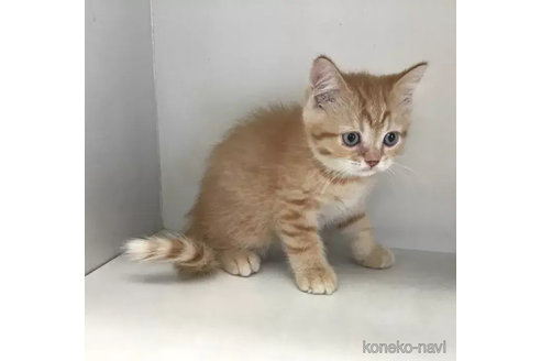 成約済の山形県のミックス-89526の4枚目