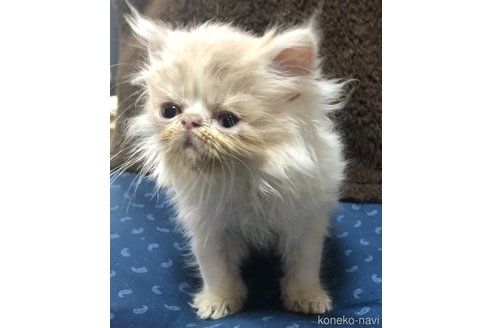 成約済の三重県のエキゾチックショートヘア-85917の1枚目