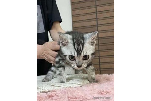 成約済の静岡県のアメリカンショートヘア-89556の5枚目