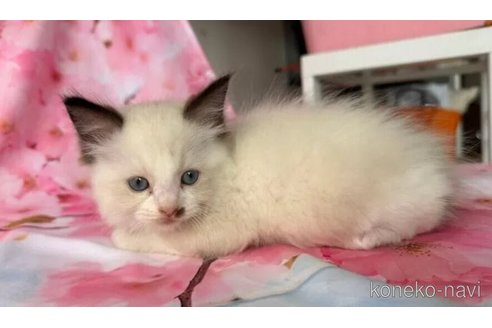 成約済の群馬県のラグドール-89579の1枚目