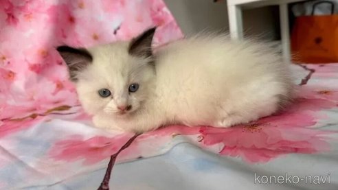 成約済の群馬県のラグドール-89579の2枚目