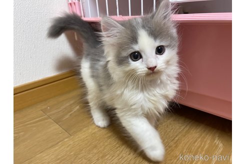 成約済の愛知県のマンチカン-88650の3枚目