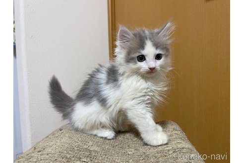 成約済の愛知県のマンチカン-88650の2枚目