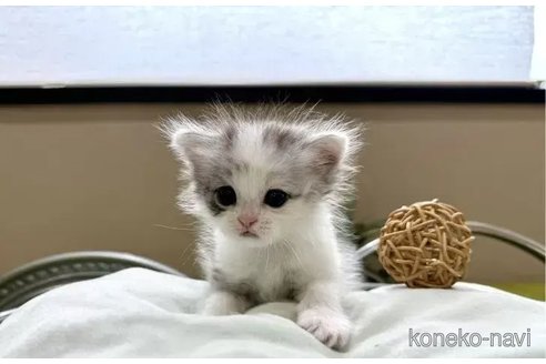 成約済の岐阜県のミヌエット-89599の3枚目