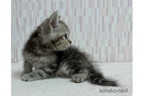 成約済の千葉県のスコティッシュフォールド-89618の3枚目