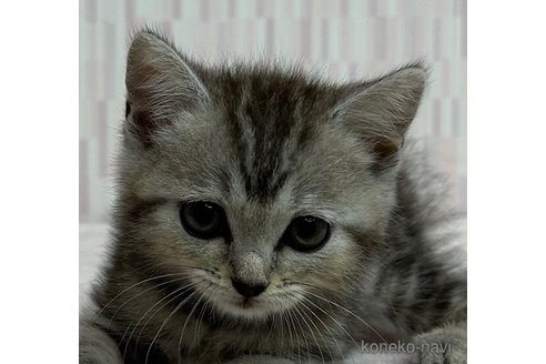 成約済の千葉県のスコティッシュフォールド-89618の2枚目