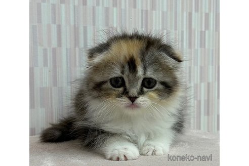 成約済の千葉県のスコティッシュフォールド(折れ耳)-89620の2枚目