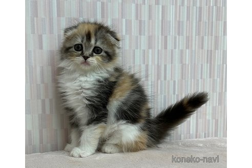 成約済の千葉県のスコティッシュフォールド(折れ耳)-89620の3枚目