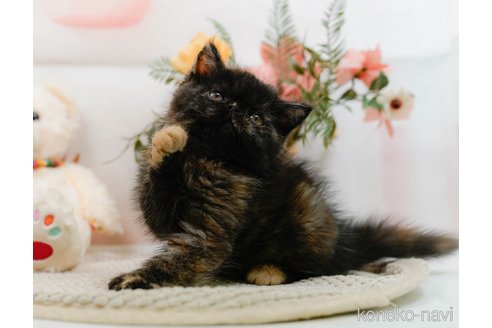 成約済の神奈川県のエキゾチックショートヘア-89627の3枚目