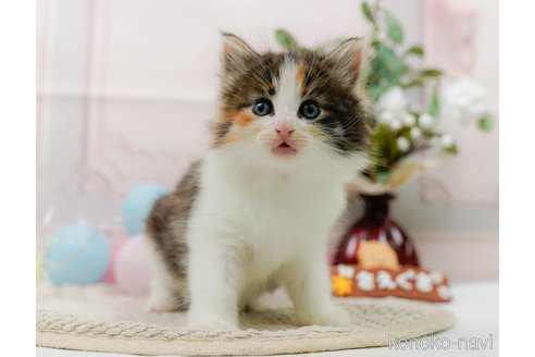 成約済の神奈川県のノルウェージャンフォレストキャット-89632の12枚目