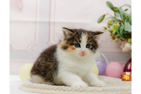 成約済の神奈川県のノルウェージャンフォレストキャット-89632の9枚目