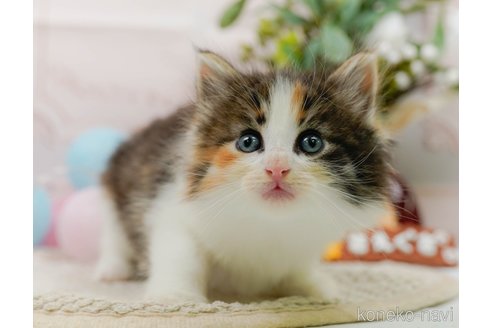 成約済の神奈川県のノルウェージャンフォレストキャット-89632の7枚目