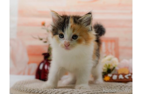 成約済の神奈川県のノルウェージャンフォレストキャット-89635の13枚目