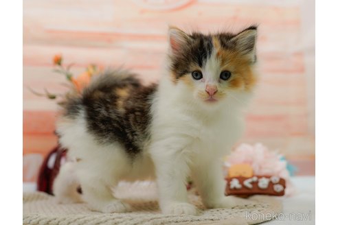 成約済の神奈川県のノルウェージャンフォレストキャット-89635の7枚目