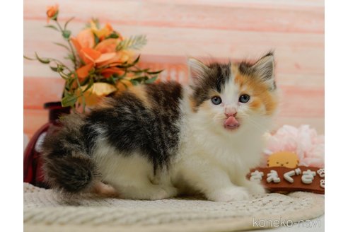 成約済の神奈川県のノルウェージャンフォレストキャット-89635の11枚目