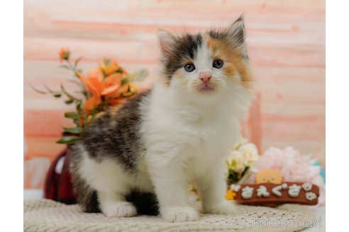 成約済の神奈川県のノルウェージャンフォレストキャット-89635の3枚目