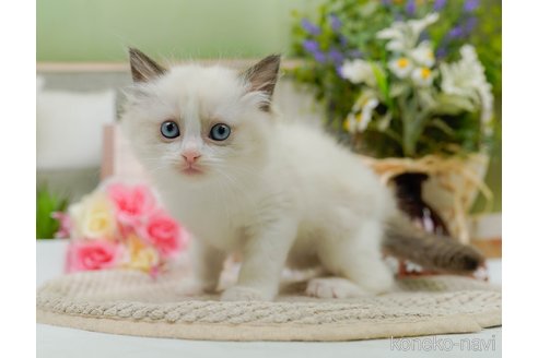 成約済の神奈川県のラグドール-89641の4枚目